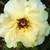 Amarillo - Rosas Floribunda - Tibet-Rose
